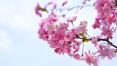 4k实拍春日自然风光阳光下的樱花花卉视频的预览图